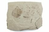 Fossil Distylium Leaf with Crane Flies - Utah #377080-2